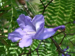 Jacaranda cuspidifolia flower.jpg