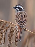 Meadow bunting（Emberiza cioides）ホオジロ.jpg