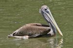 Pink-backed Pelican.jpg