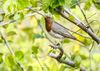 Red-throated thrush in Nepal (1) (cropped).jpg