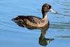 Tufted duck (Aythya fuligula) female.JPG