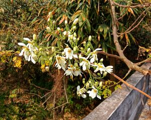 Flowers of Moringa oleifera on a morning