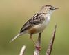 Zitting Cisticola - Cisticola juncidis.JPG