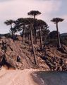 Araucaria araucana en neuquen