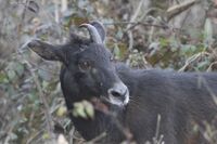 Himalayan Serow Pangolakha Wildlife Sanctuary East Sikkim Sikkim India 13.02.2016.jpg