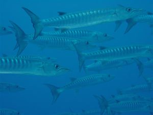 Photo of fish with vertical stripes along length of torso