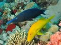 Gomphosus caeruleus swimming with Yellow goatfish