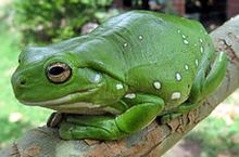 White's Tree Frog (Litoria caerulea)