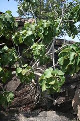 Ficus abutilifolia.