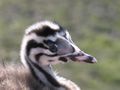 Head of juvenile with characteristic stripes