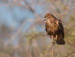 Buteo buteo, Israel.jpg