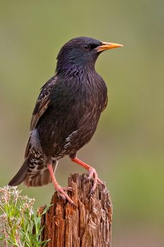 European Starling 2006.jpg