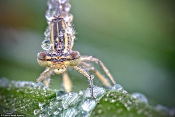 It's a bug's life: But with a ready supply of water, life should not get too tough.