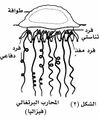 تصغير للنسخة بتاريخ 17:43، 29 يونيو 2010