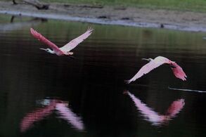 In flight in the Pantanal, Brazil (composite image)