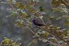 Rotgesicht-Bartvogel - Lake Mburo (6307611120).jpg