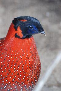 Satyr Tragopan Osaka.jpg