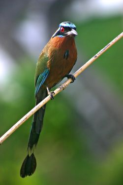 Blue-crowned Motmot front 2.jpg