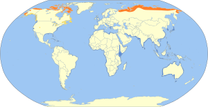 Pluvialis squatarola map.svg