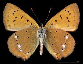 Lycaena virgaureae ♂ △