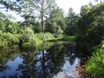 Wetland scenery with some trees