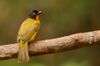 Flame-throated bulbul.jpg