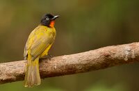 Flame-throated bulbul.jpg