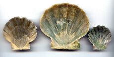 Chesapecten Jeffersonius Inside.jpg