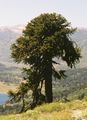 Araucaria araucana very old