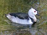 Cotton Pygmy Goose RWD14.jpg