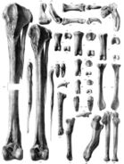 Limb bones