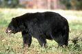 Black Bear (20261425192).jpg