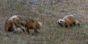 two foxes fighting