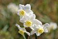 White Jonquil