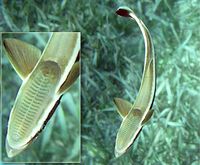 Remora shows its sucker-like organ