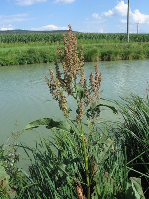 Rumex hydrolapathum1.jpg