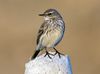 Anthus spinoletta - Water Pipit, Kahramanmaraş 2016-11-18 01-10.jpg