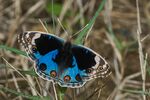 Junonia orithya-Thekkady-2016-12-03-001.jpg