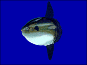 The hoodwinker sunfish Mola tecta has no caudal fin