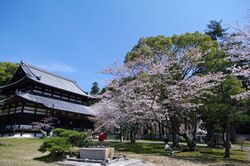 Cherry blossoms bloom in the courtyard of Negoro-ji Temple in Iwade City, Wakayama Prefecture