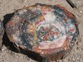 Petrified wood closeup 2.jpg