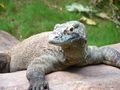 Varanus komodoensis6.jpg