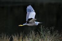 White-faced heron (Egretta novaehollandiae), demonstrating the retracted neck that is typical of herons in flight.