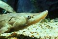 A young lake sturgeon (Acipenser fulvescens)