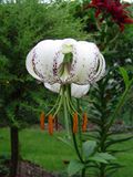 Lilium duchartrei.jpg