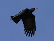 Pyrrhocorax pyrrhocorax -Penwith -Cornwall -flying-8b.jpg