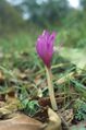 Colchicum autumnale (Marek Szczepanek).jpg