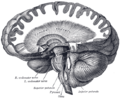 Dissection showing the course of the cerebrospinal fibers