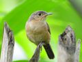 House Wren Troglodytes musculus