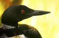 Common Loon head sideways.jpg